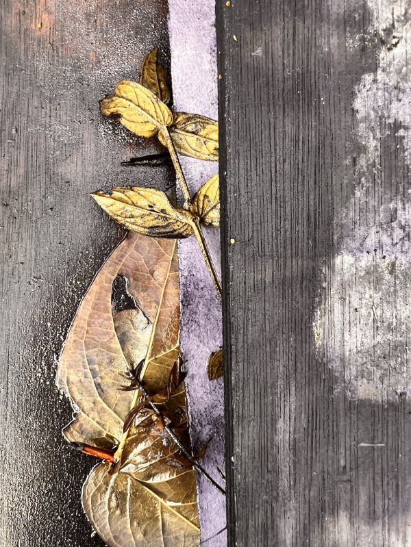 making of plaint prints.Tabula Rasa series